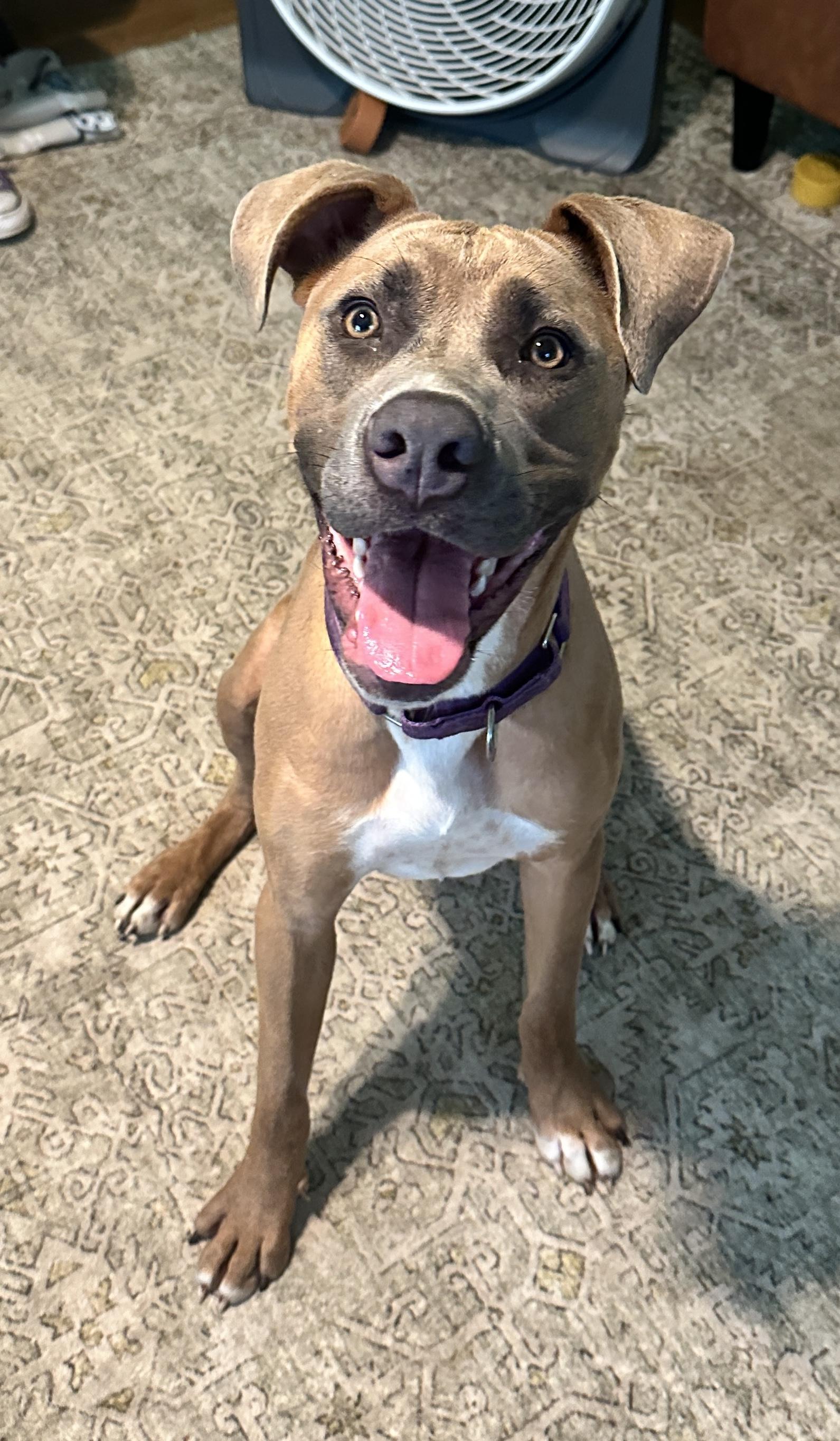 Naomi, a ADOPTABLE mixed breed in Youngstown, OH image 6/6