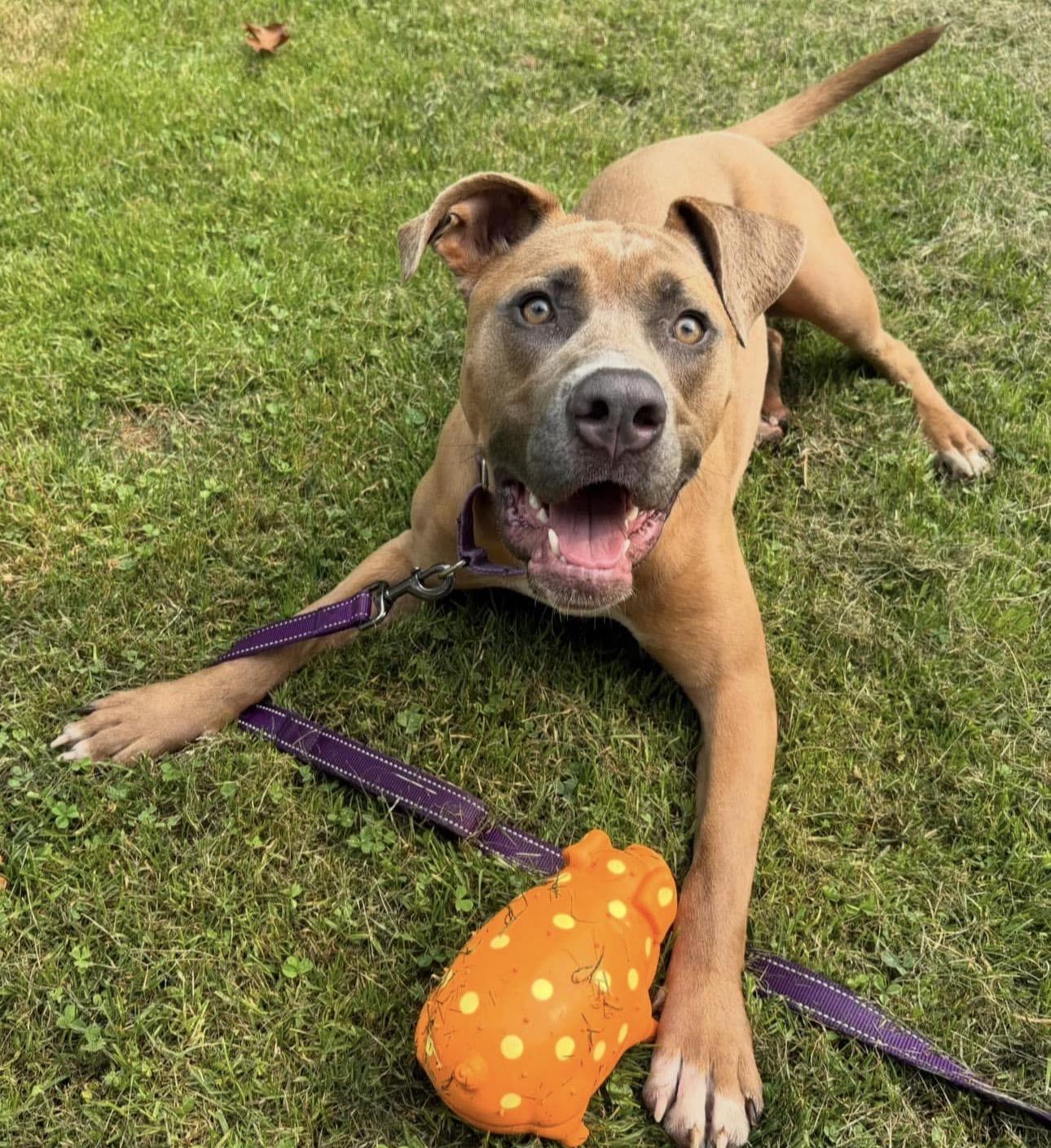 Naomi, a ADOPTABLE mixed breed in Youngstown, OH image 2/6