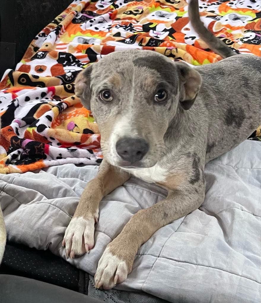 Dixie, Adopted, Puppy Female Catahoula Leopard Dog.