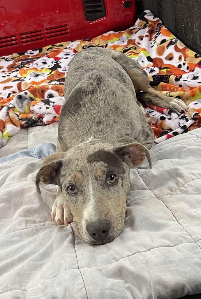 Dixie, a Adopted mixed breed in Harrisburg, PA image 2/4