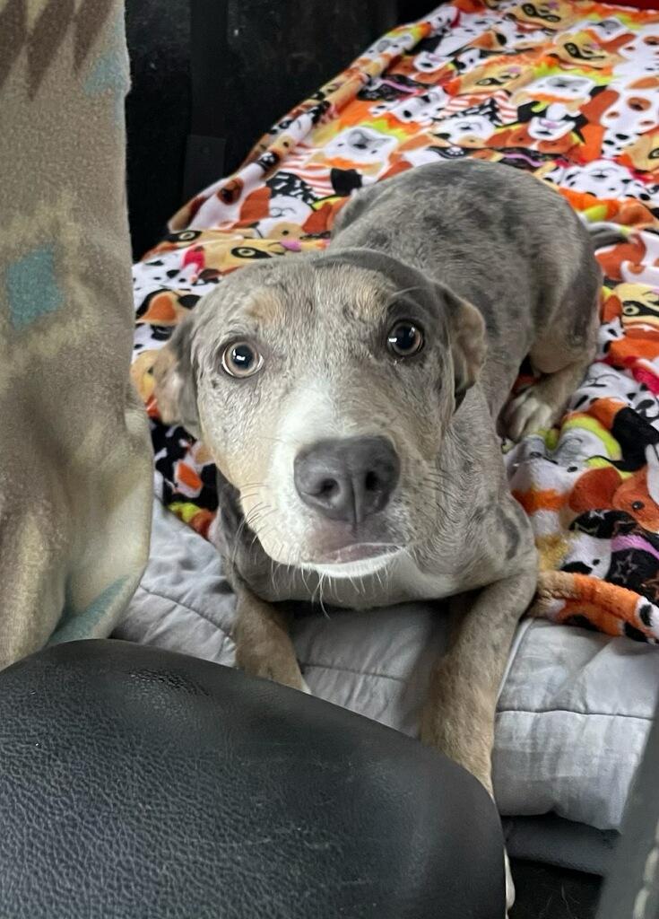 Dixie, a Adopted mixed breed in Harrisburg, PA image 3/4