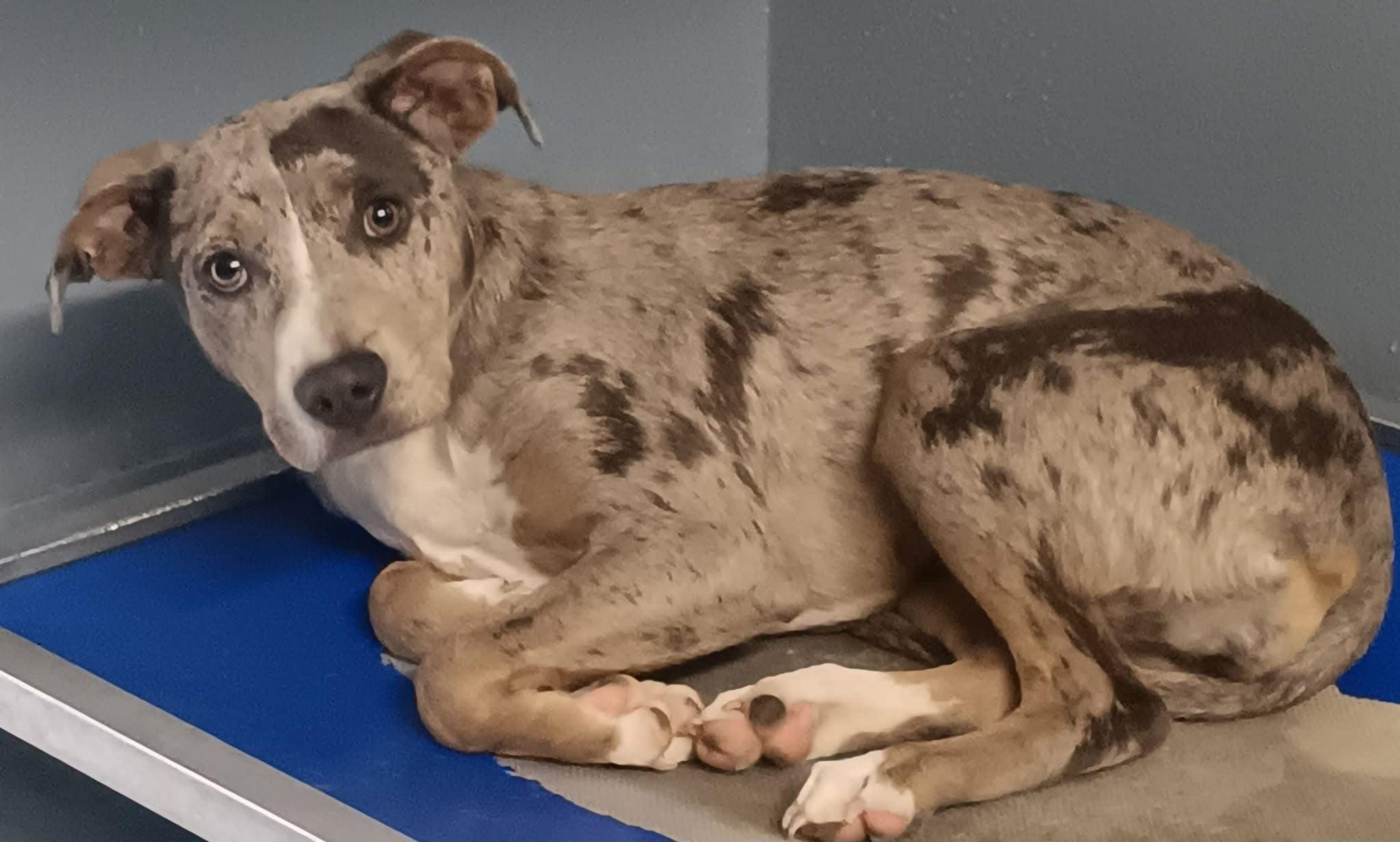 Dixie, a Adopted mixed breed in Harrisburg, PA image 4/4