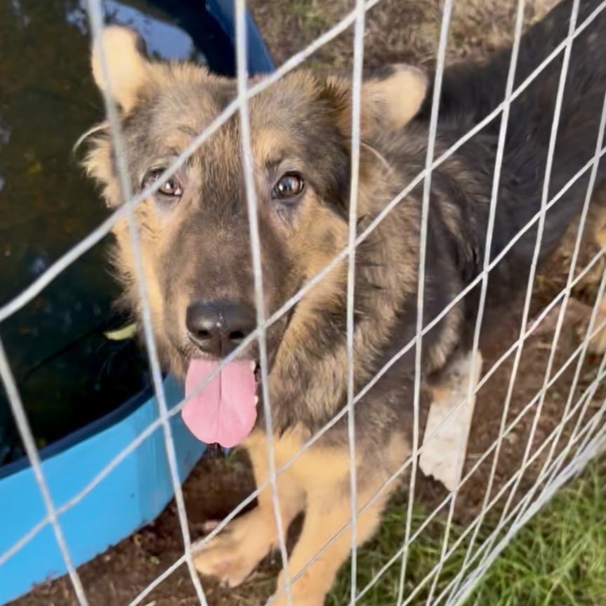 Freddie, Adoptable, Young Male Shepherd & Mixed Breed.