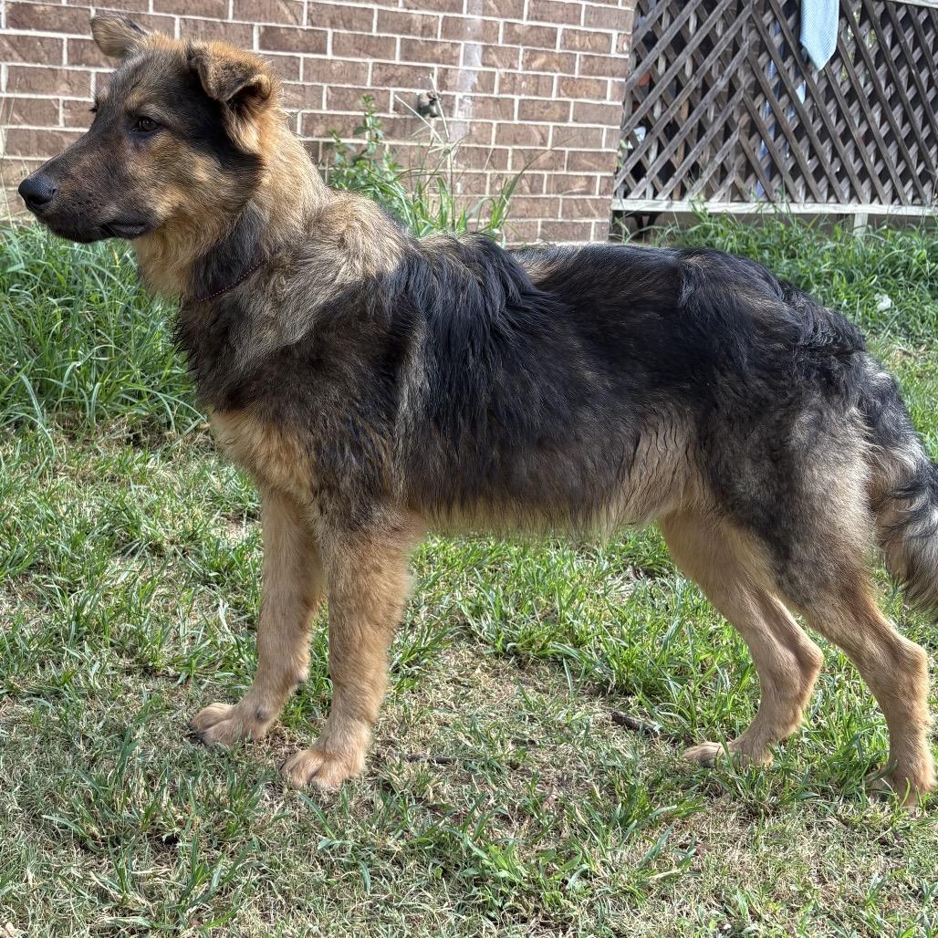 Enlarge Freddie, a Adoptable mixed breed in Little Rock, AR image 2/6