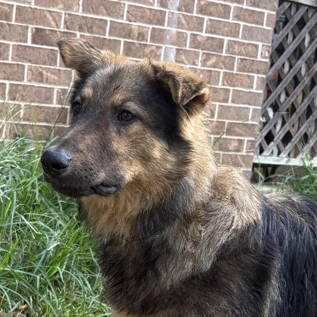 Enlarge Freddie, a Adoptable mixed breed in Little Rock, AR image 3/6
