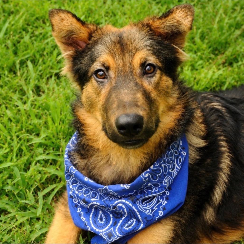 Enlarge Freddie, a Adoptable mixed breed in Little Rock, AR image 4/6