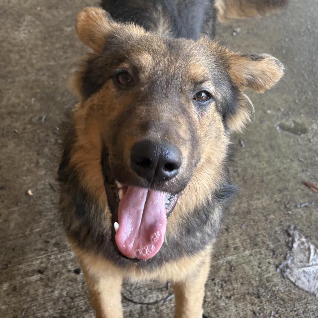 Enlarge Freddie, a Adoptable mixed breed in Little Rock, AR image 6/6