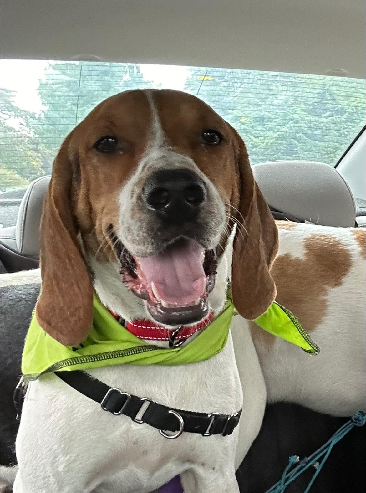 FERN, Adoptable, Adult Female Hound.