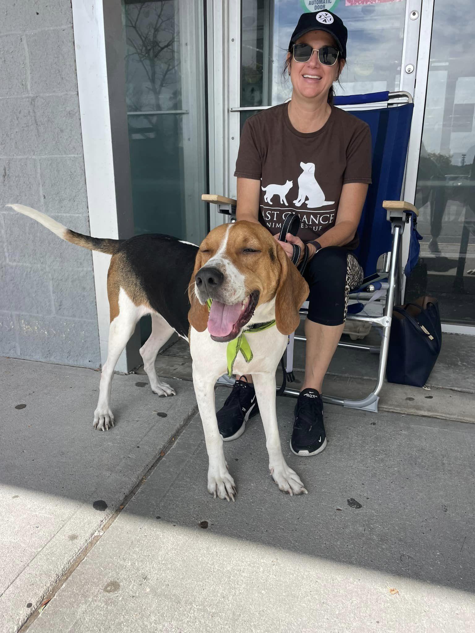 Enlarge FERN, a Adoptable Hound in Holbrook, NY image 3/3
