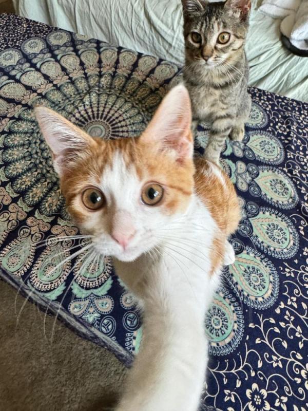 Kevyn, Adoptable, Adult Female Domestic Short Hair.