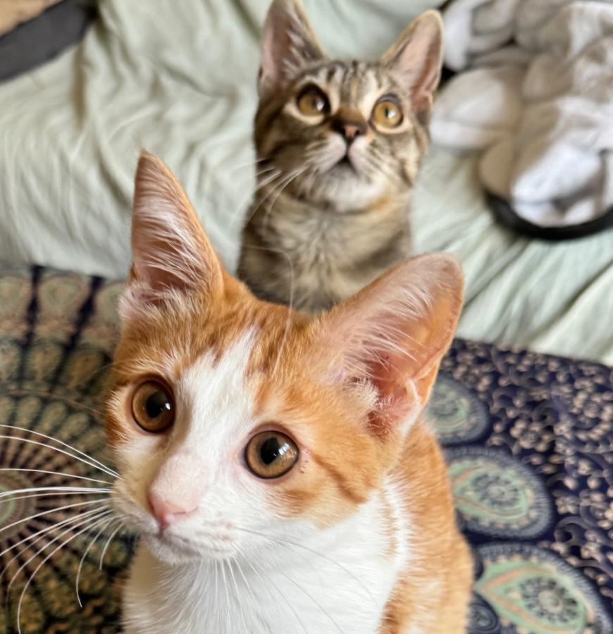 Enlarge Kevyn, a Adoptable Domestic Short Hair in Palo Alto, CA image 2/3