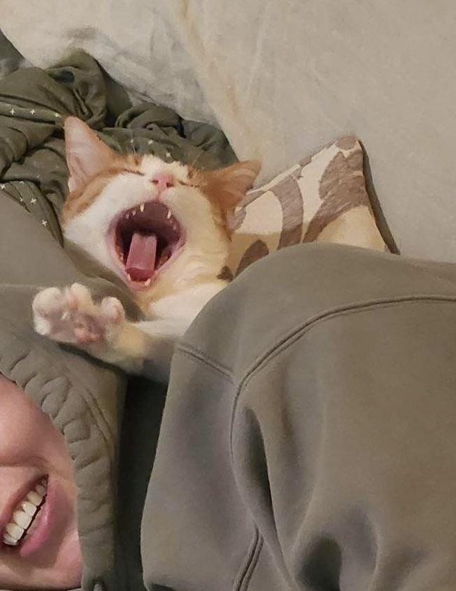 Enlarge Kevyn, a Adoptable Domestic Short Hair in Palo Alto, CA image 3/3