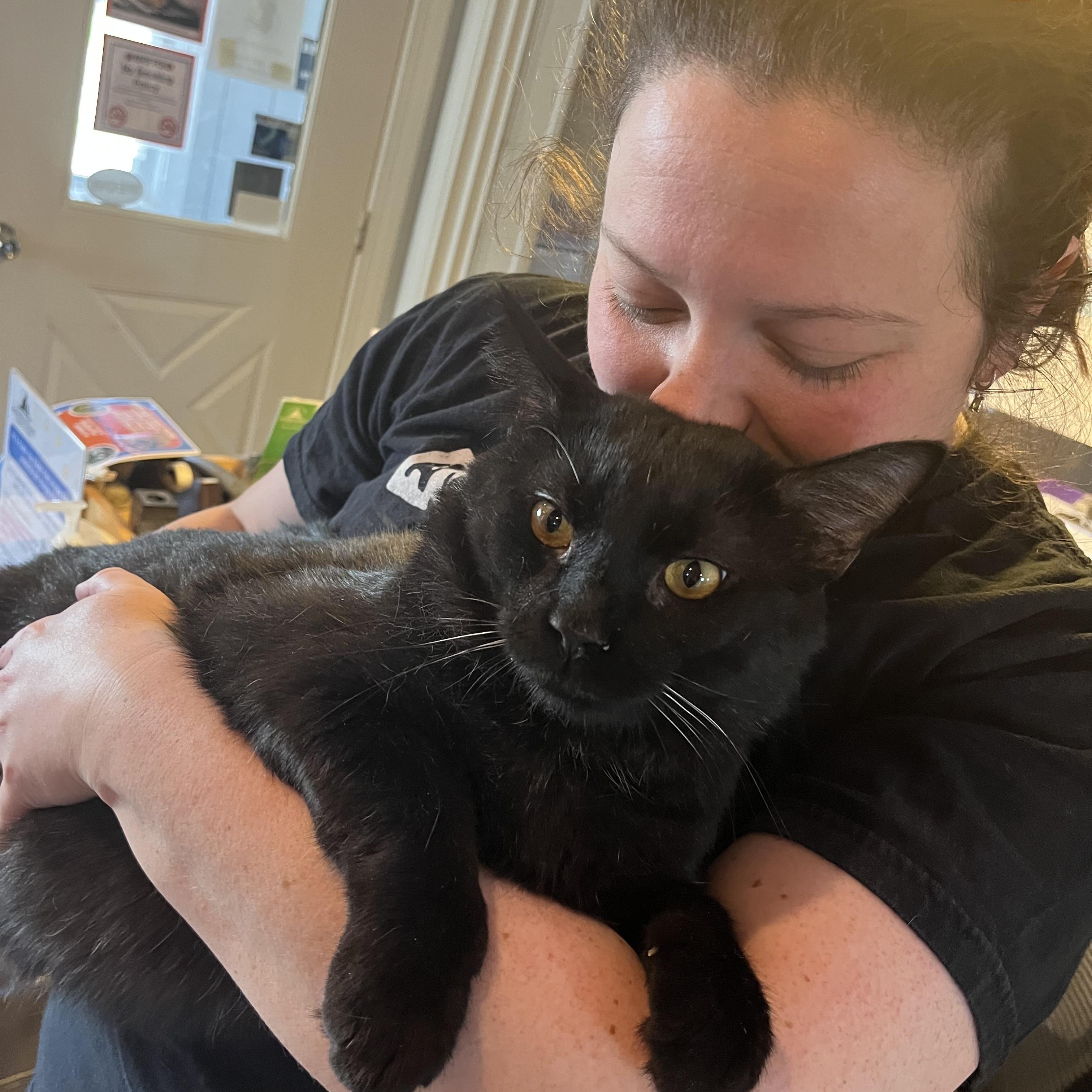 Enlarge Feliz, an adoptable Domestic Short Hair in Salisbury, MA image 3/6