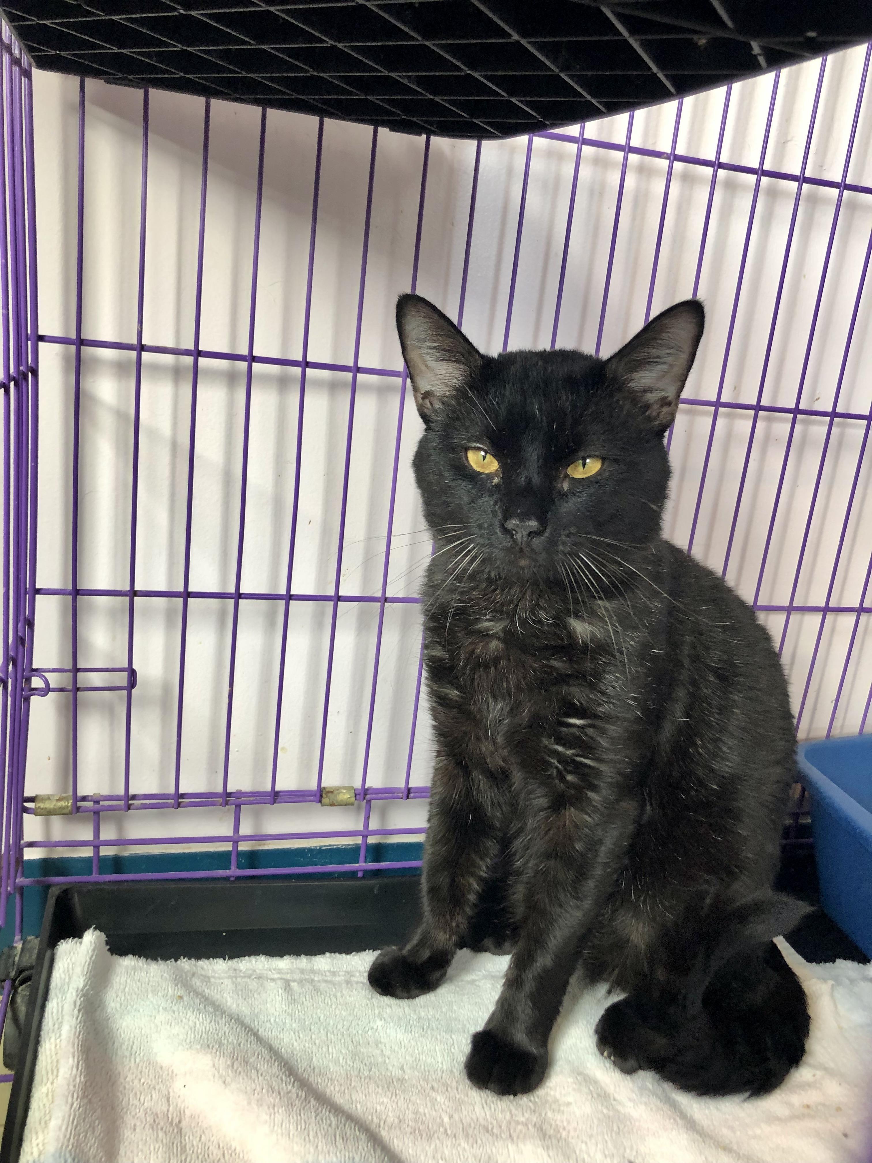 Enlarge Feliz, an adoptable Domestic Short Hair in Salisbury, MA image 5/6