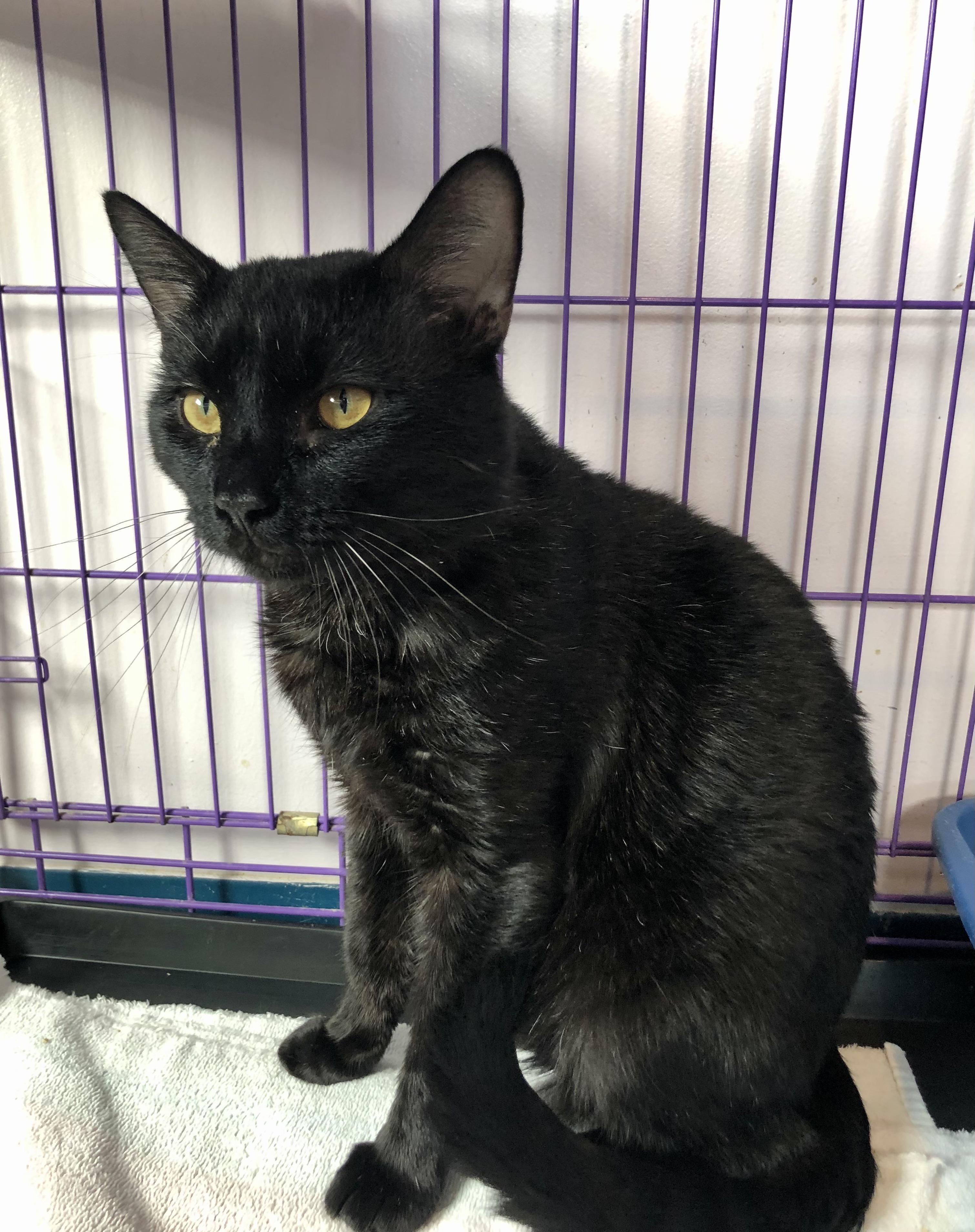 Enlarge Feliz, an adoptable Domestic Short Hair in Salisbury, MA image 3/6