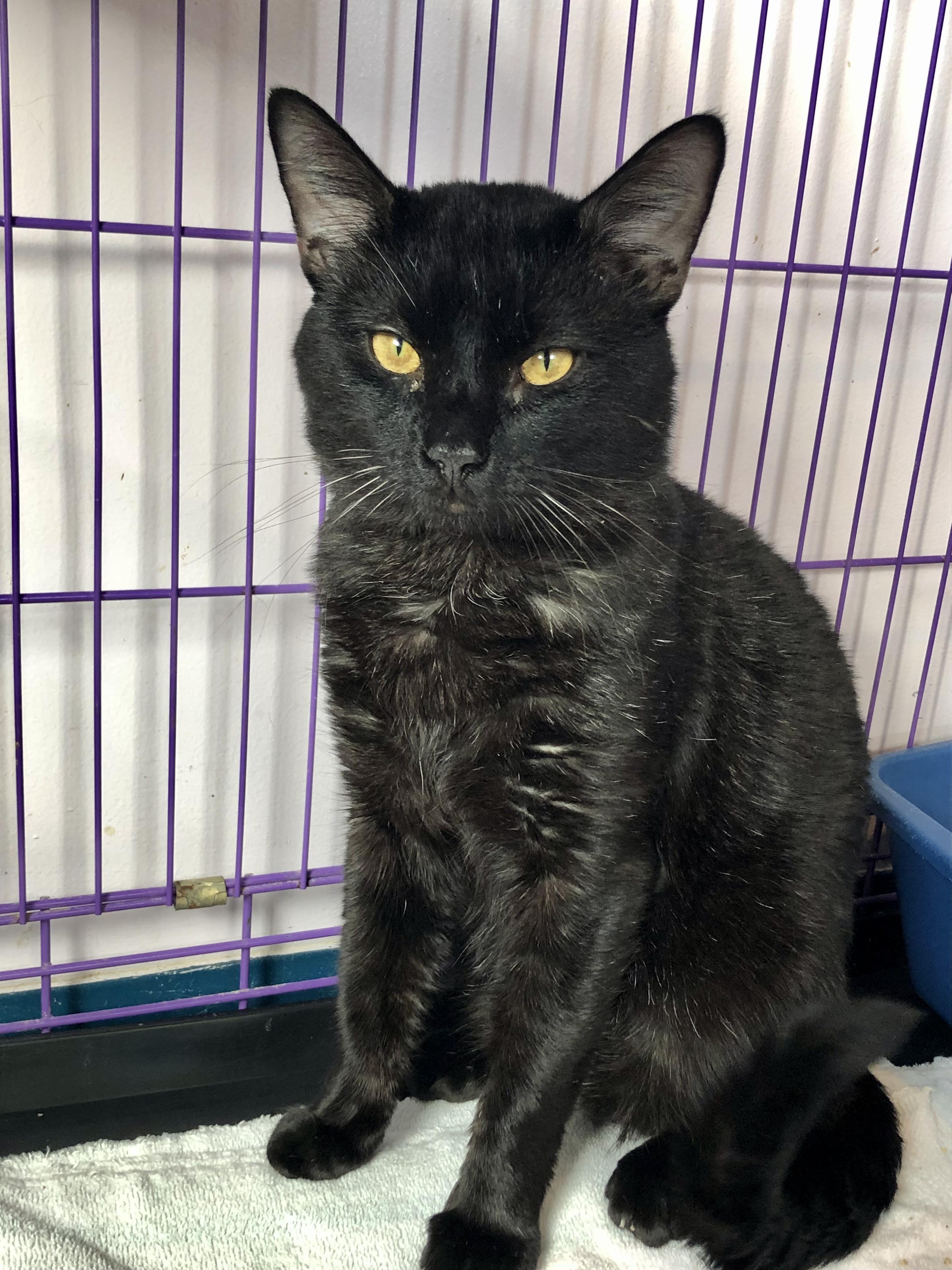 Enlarge Feliz, an adoptable Domestic Short Hair in Salisbury, MA image 6/6