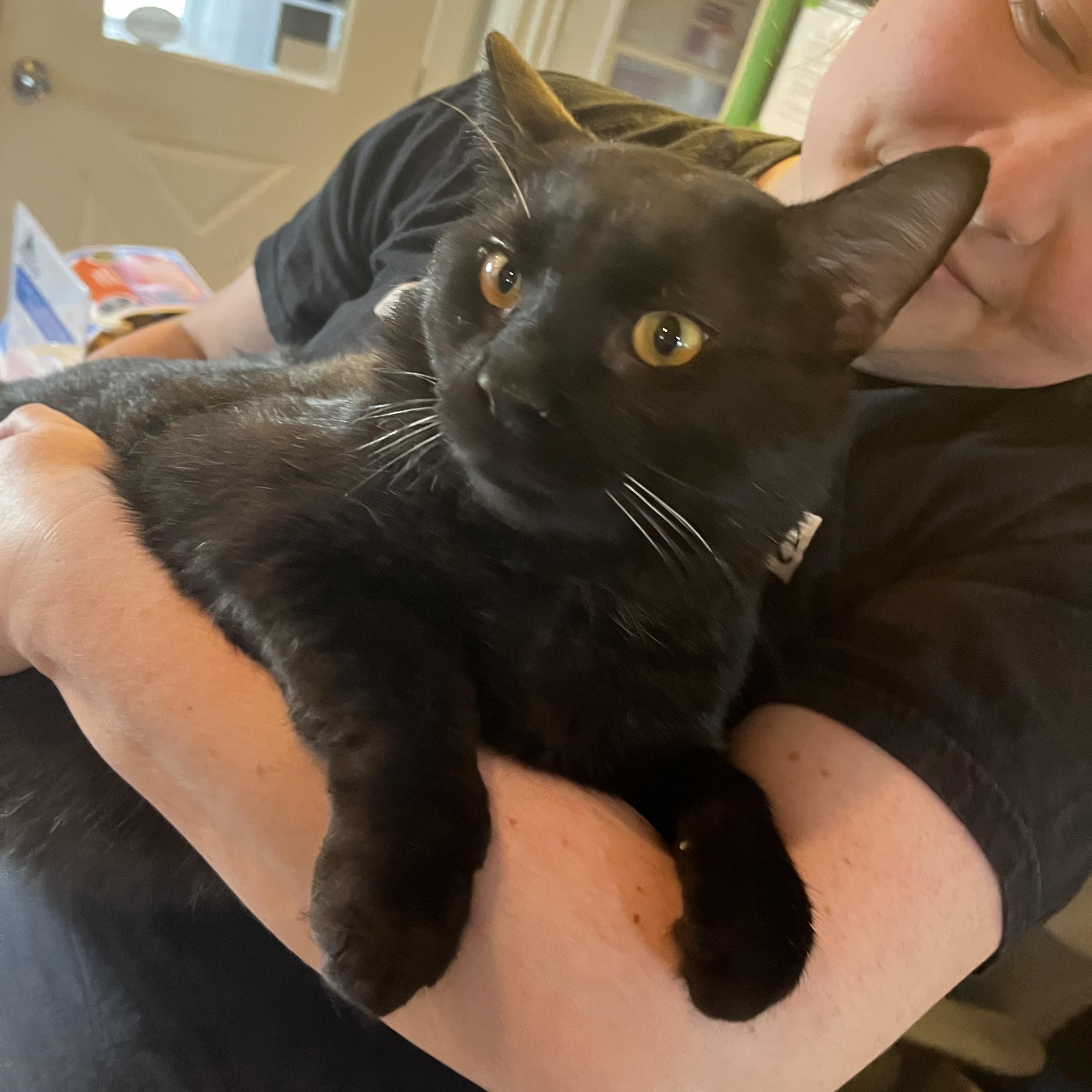 Enlarge Feliz, an adoptable Domestic Short Hair in Salisbury, MA image 2/6