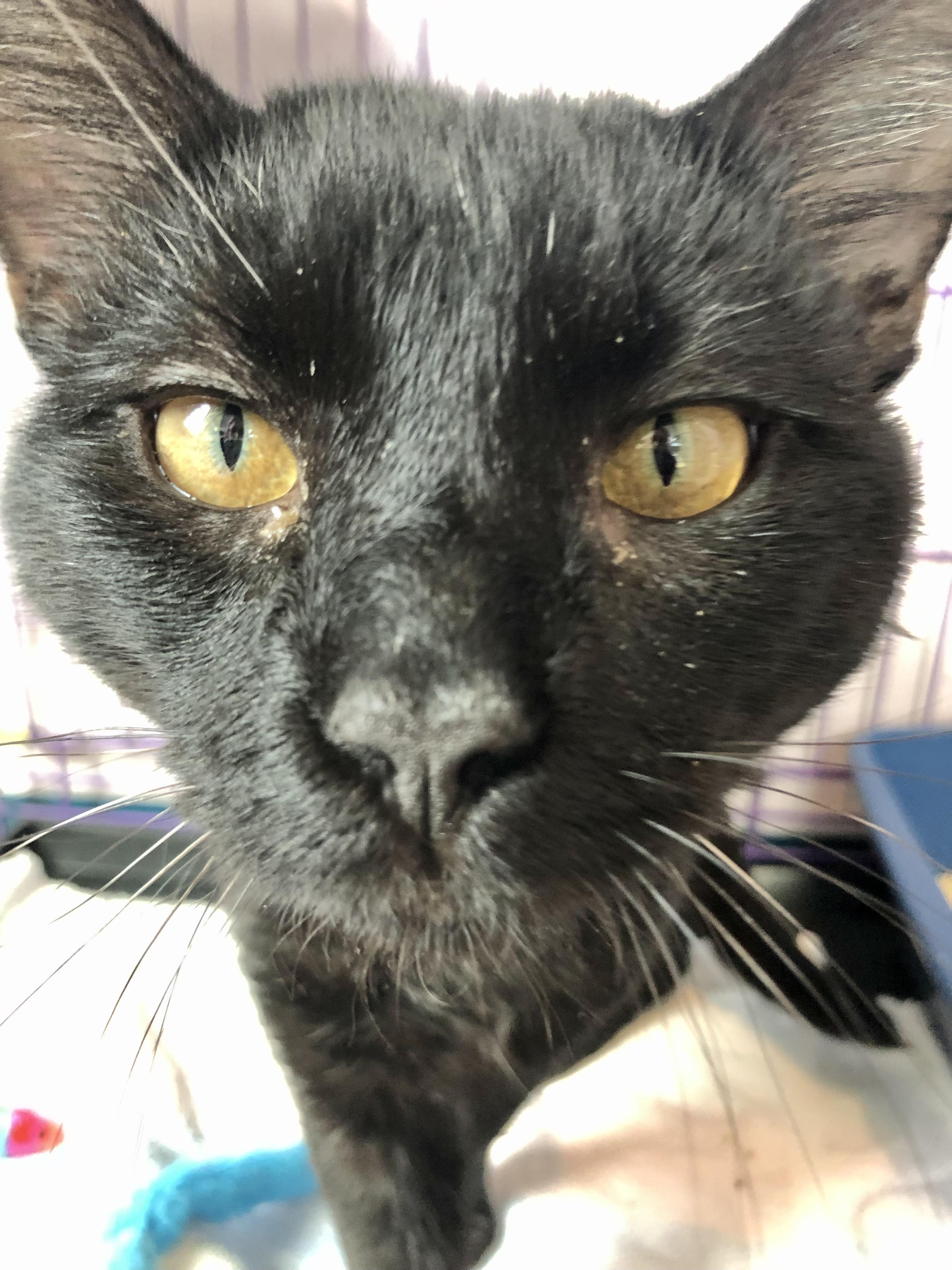 Feliz, ADOPTABLE, Adult Male Domestic Short Hair.