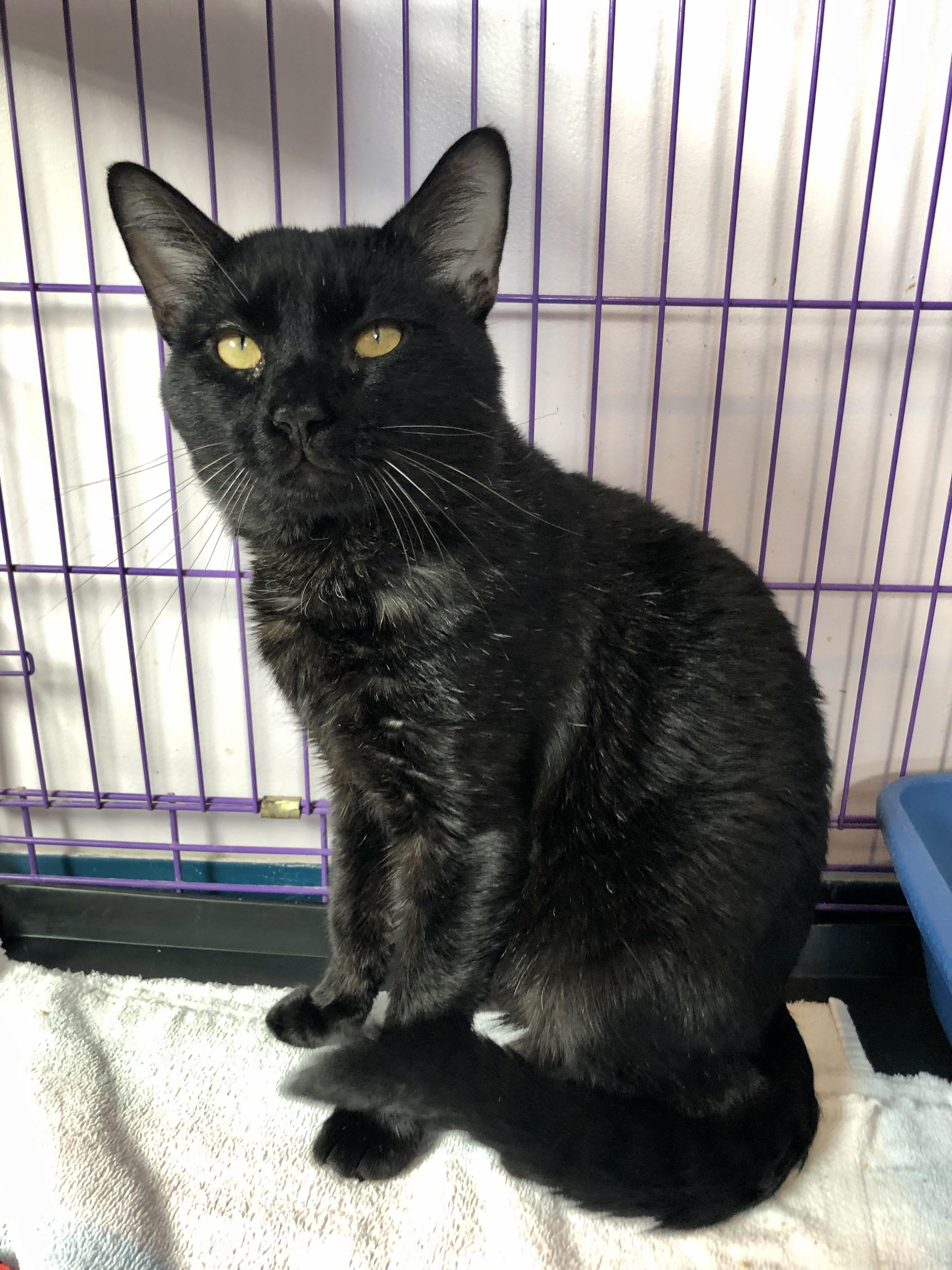 Enlarge Feliz, an adoptable Domestic Short Hair in Salisbury, MA image 4/6