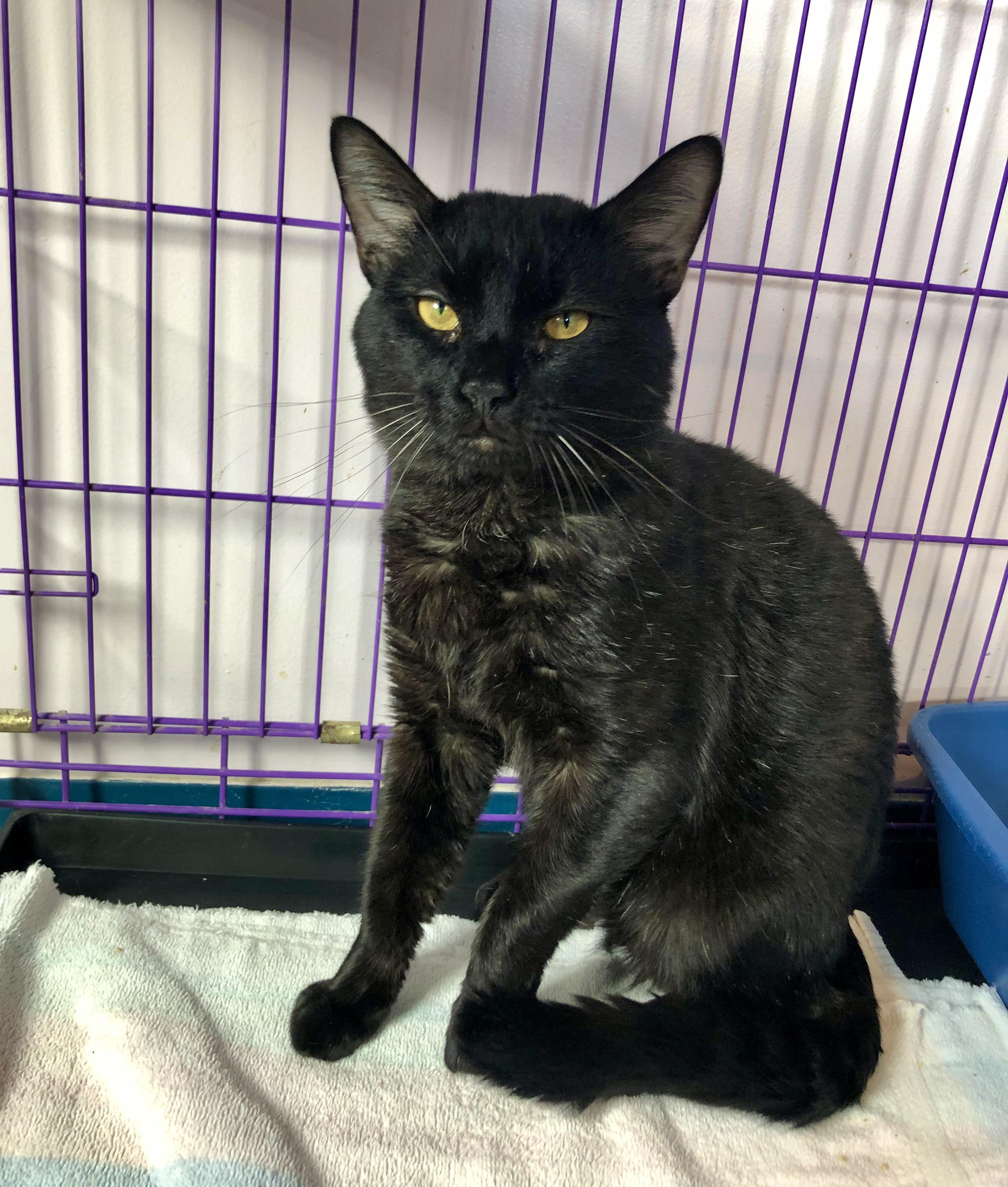 Enlarge Feliz, an adoptable Domestic Short Hair in Salisbury, MA image 2/6