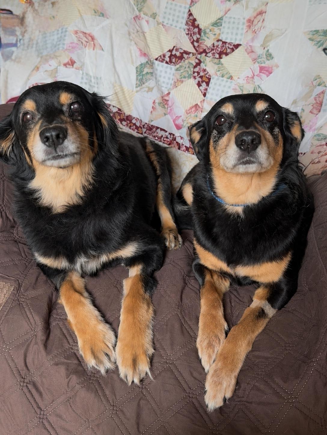 Snuggly Sundae and Sandy, a ADOPTABLE mixed breed in West Hartford , CT image 5/6