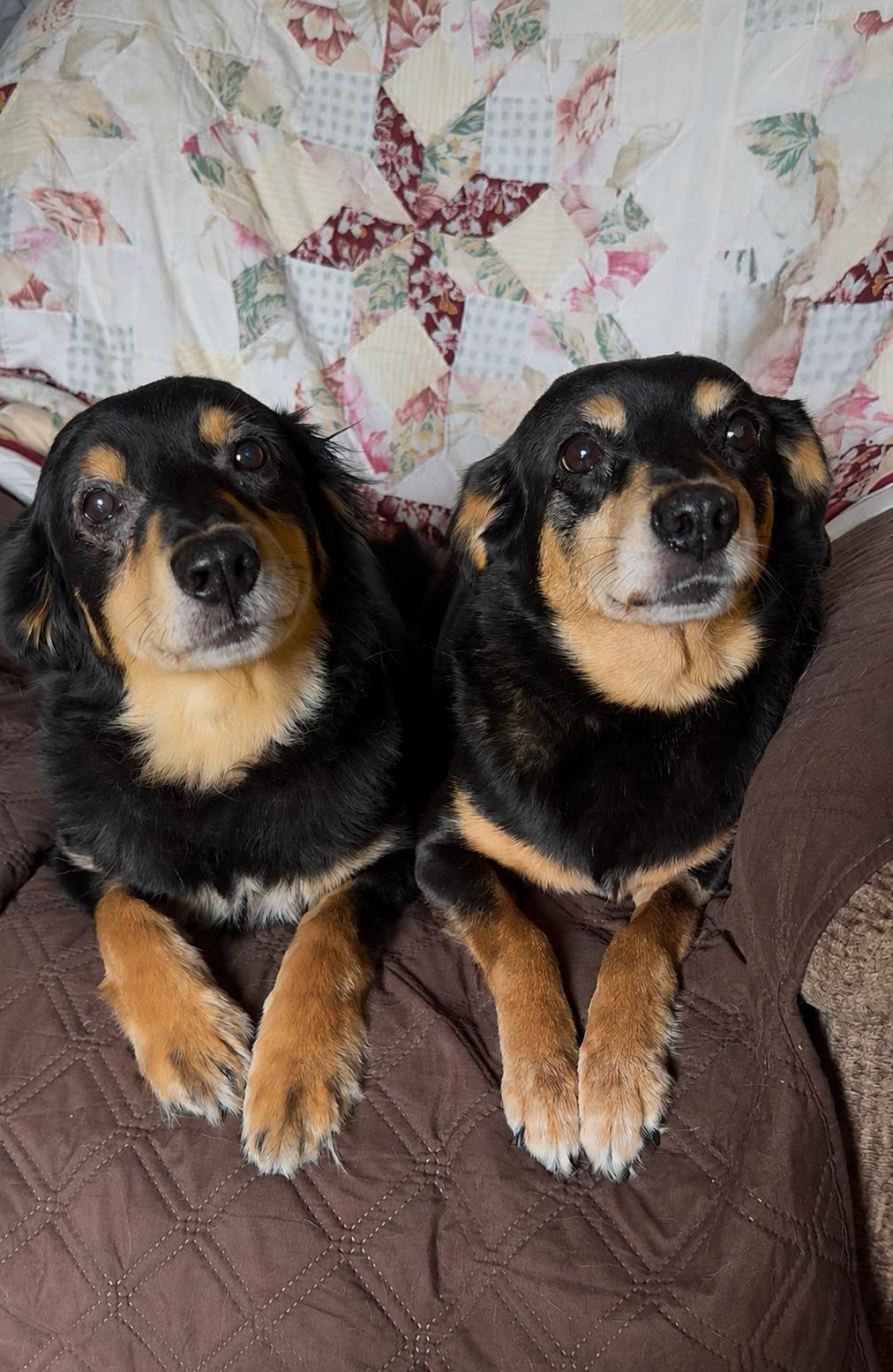 Snuggly Sundae and Sandy, ADOPTABLE, Senior Female Cavalier King Charles Spaniel & Chihuahua.