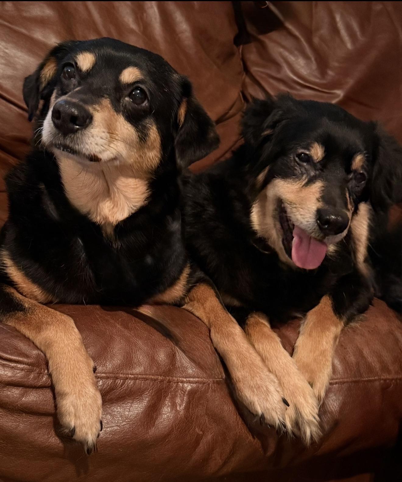Snuggly Sundae and Sandy, a ADOPTABLE mixed breed in West Hartford , CT image 4/6