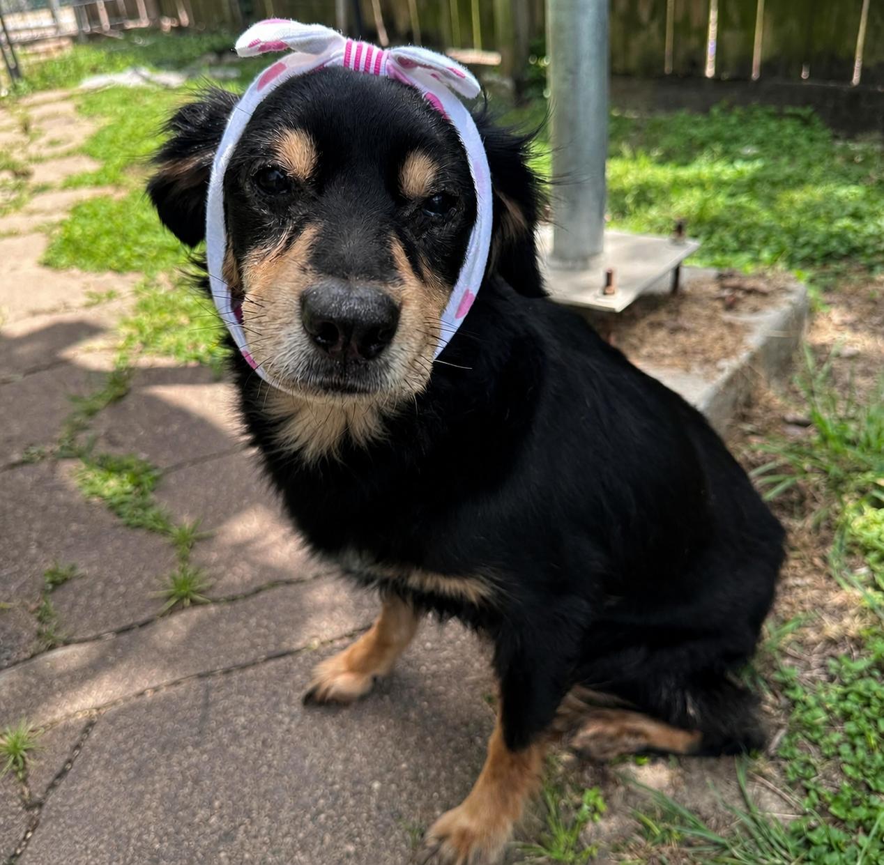 Snuggly Sundae and Sandy, a ADOPTABLE mixed breed in West Hartford , CT image 2/6