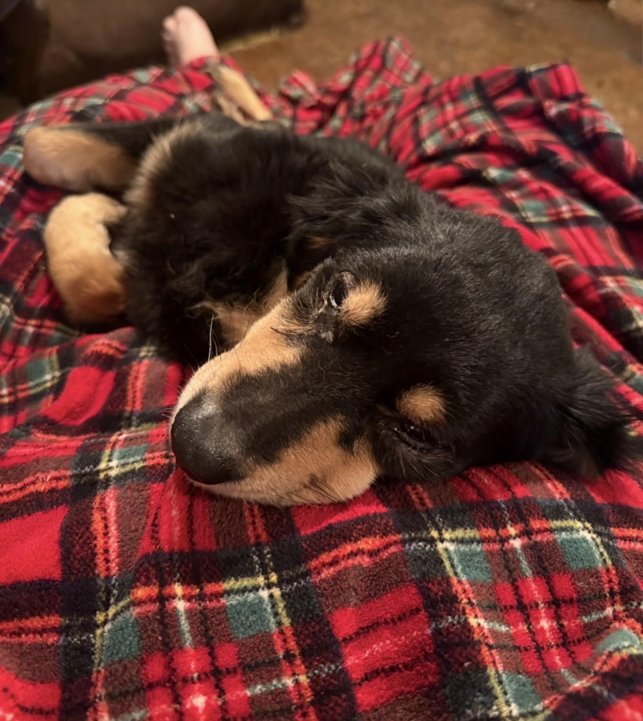 Snuggly Sundae and Sandy, a ADOPTABLE mixed breed in West Hartford , CT image 3/6