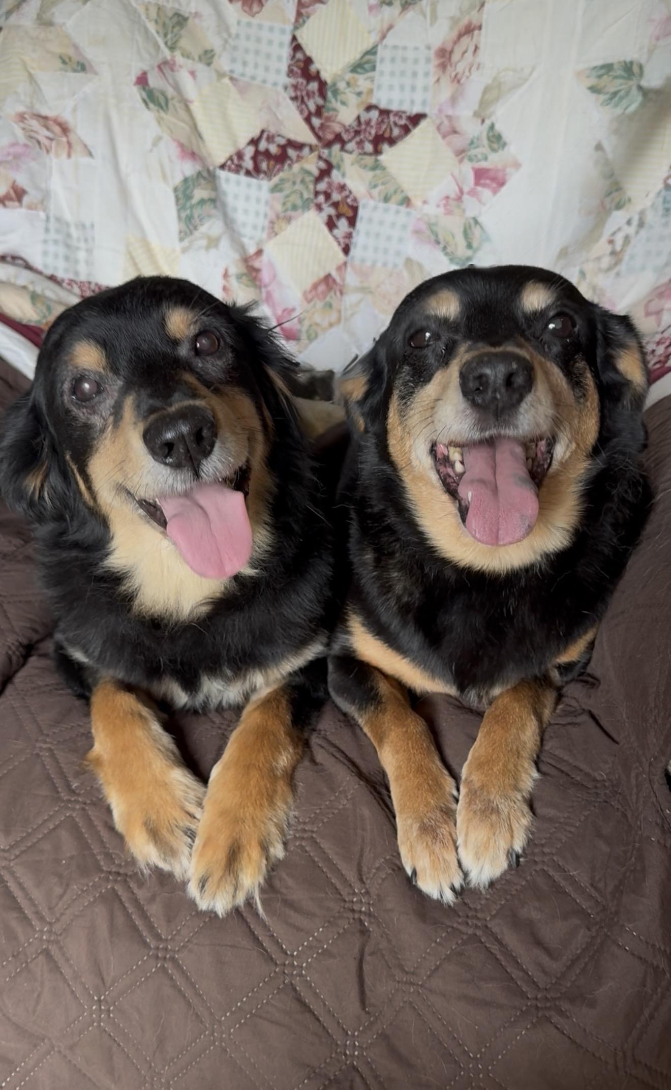 Snuggly Sundae and Sandy, a ADOPTABLE mixed breed in West Hartford , CT image 6/6