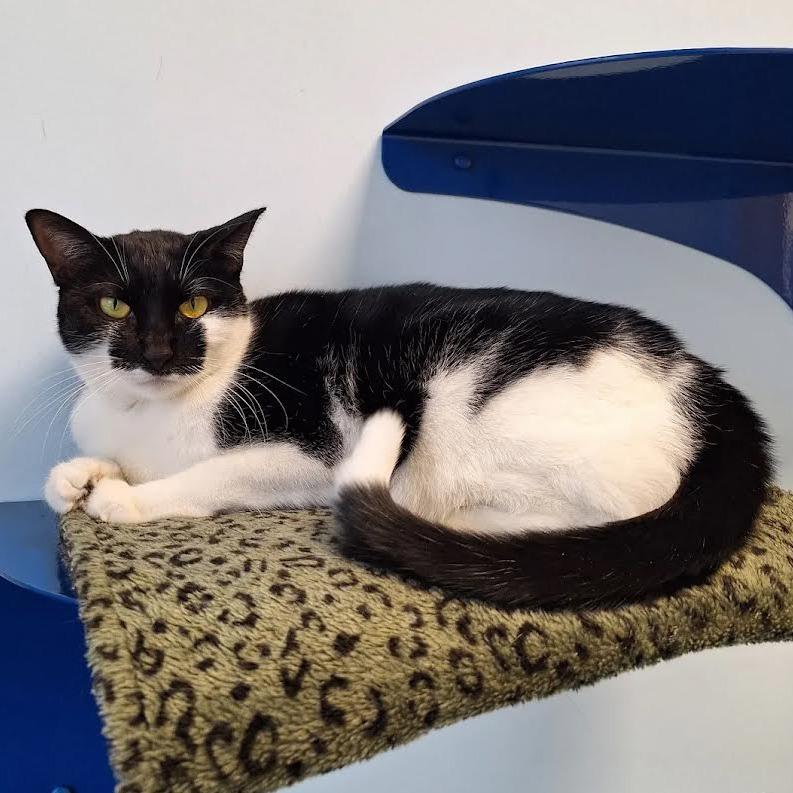 Enlarge Marie, a Adoptable Domestic Short Hair in Boston, MA image 1/4