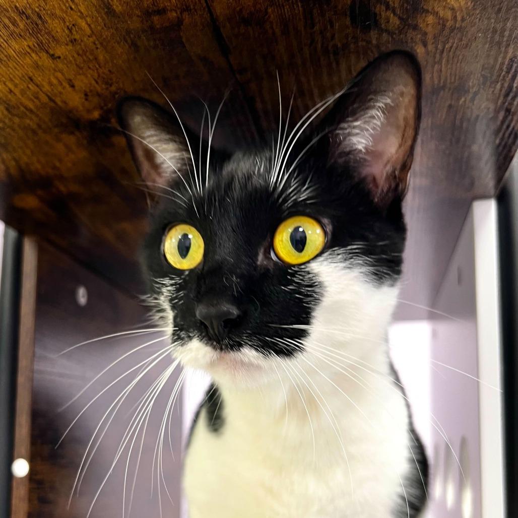 Enlarge Marie, a Adoptable Domestic Short Hair in Boston, MA image 2/4