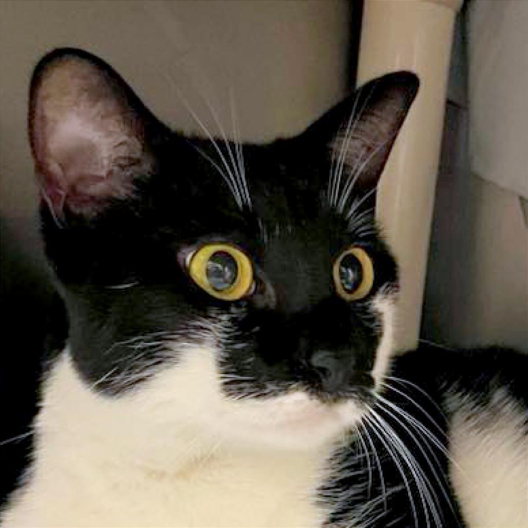 Enlarge Marie, a Adoptable Domestic Short Hair in Boston, MA image 3/4