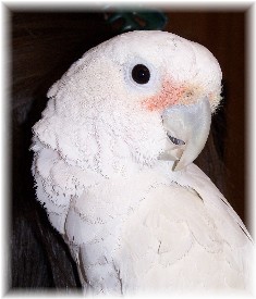 Daisy photo 2