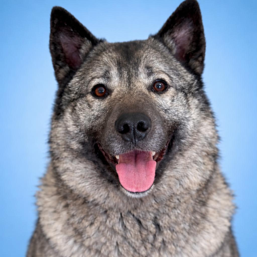 Maxie, Adoptable, Young Male Norwegian Elkhound.