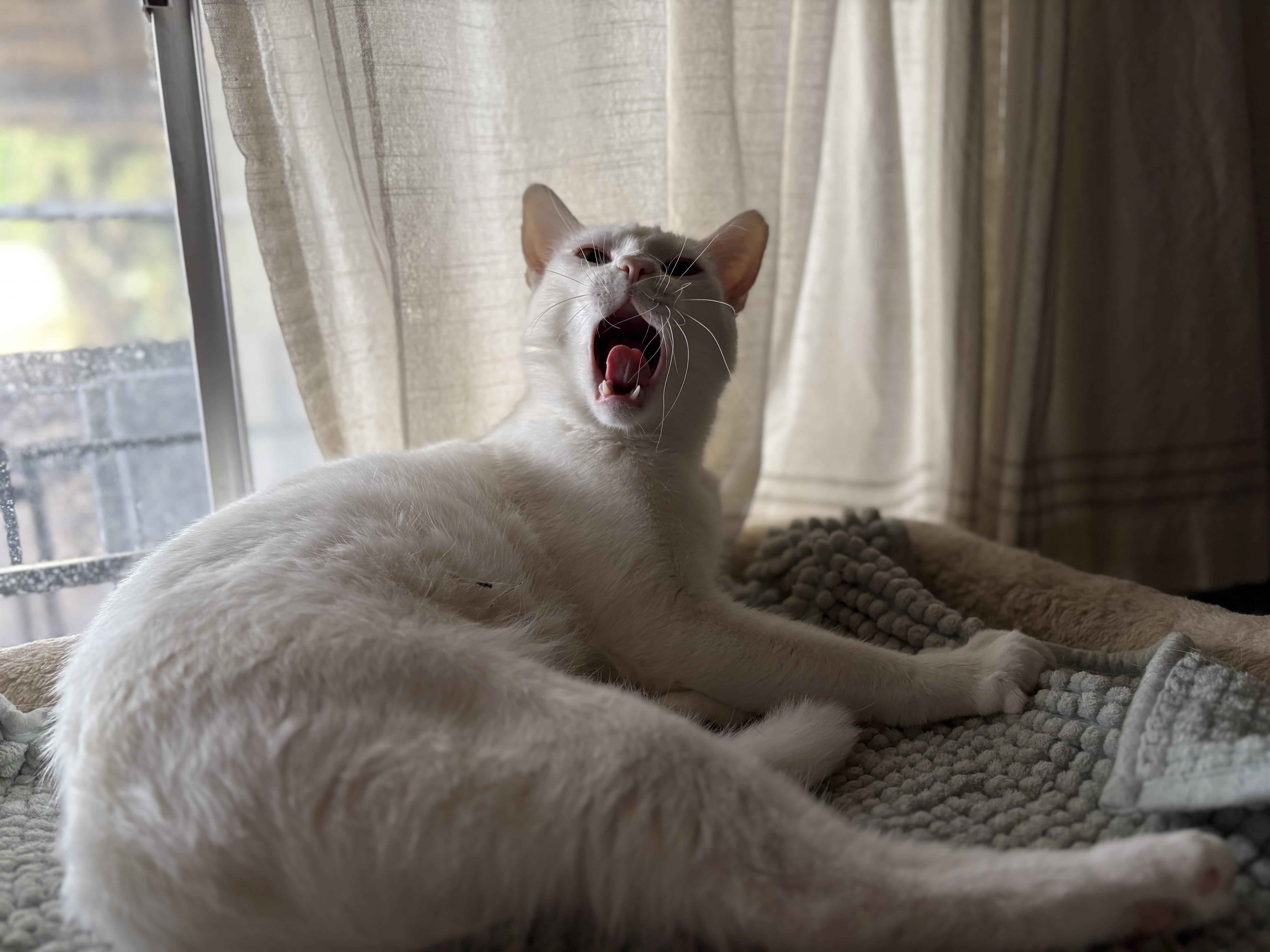 Randy & Earl - bonded siblings, a Adoptable Domestic Short Hair in La Canada, CA image 1/6