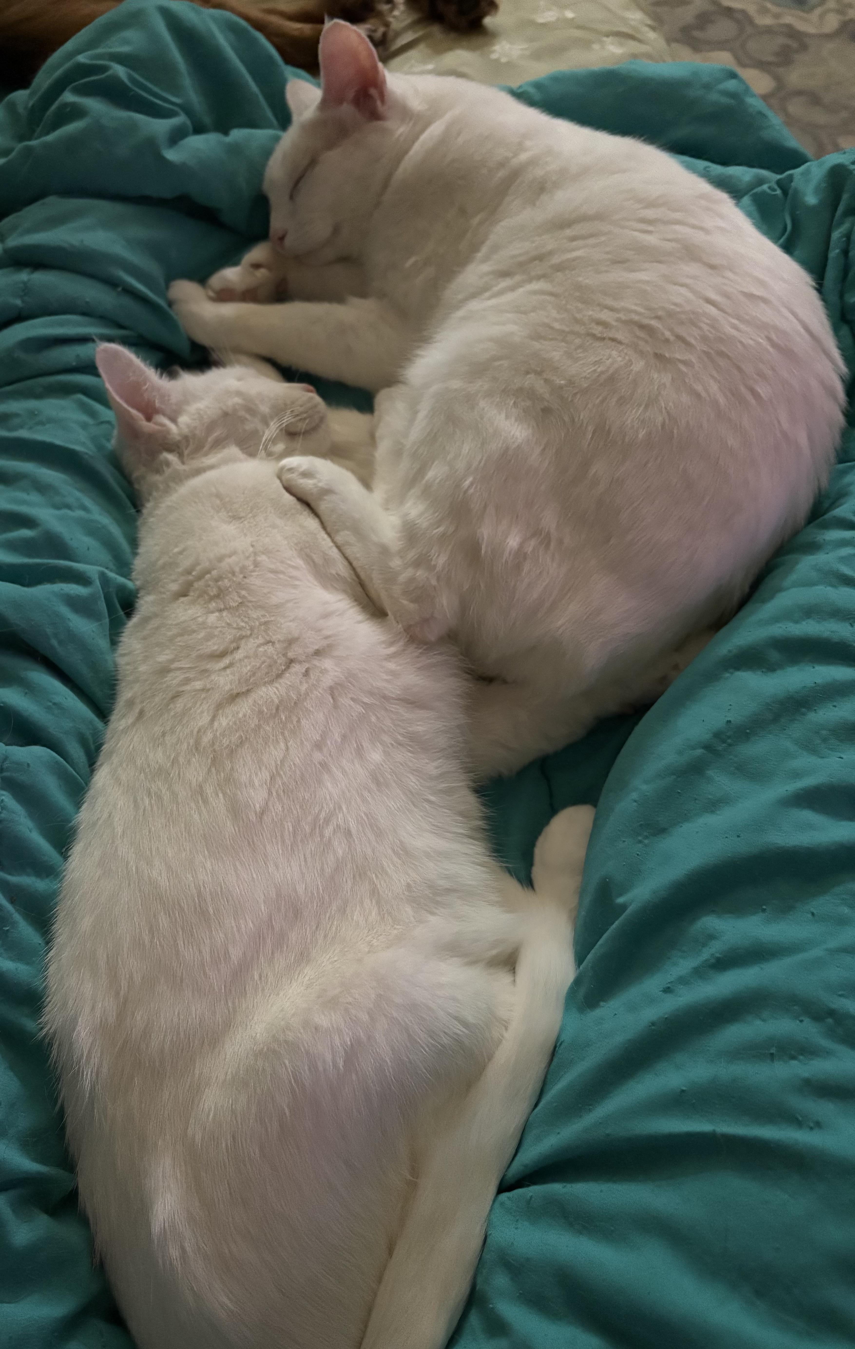 Randy & Earl - bonded siblings, a Adoptable Domestic Short Hair in La Canada, CA image 2/6