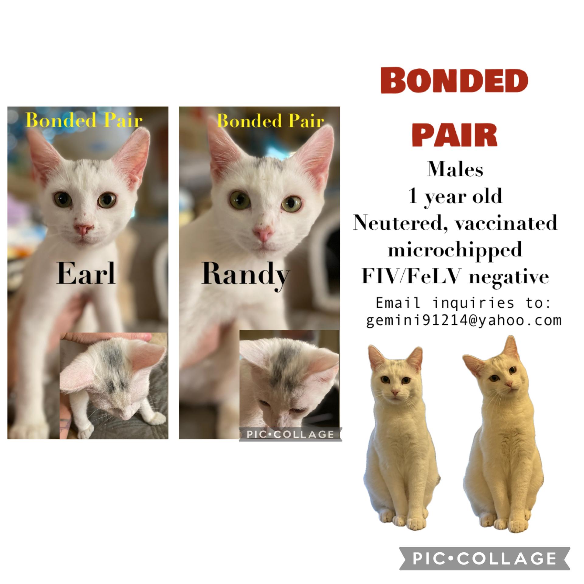 Randy & Earl - bonded siblings, a Adoptable Domestic Short Hair in La Canada, CA image 3/6