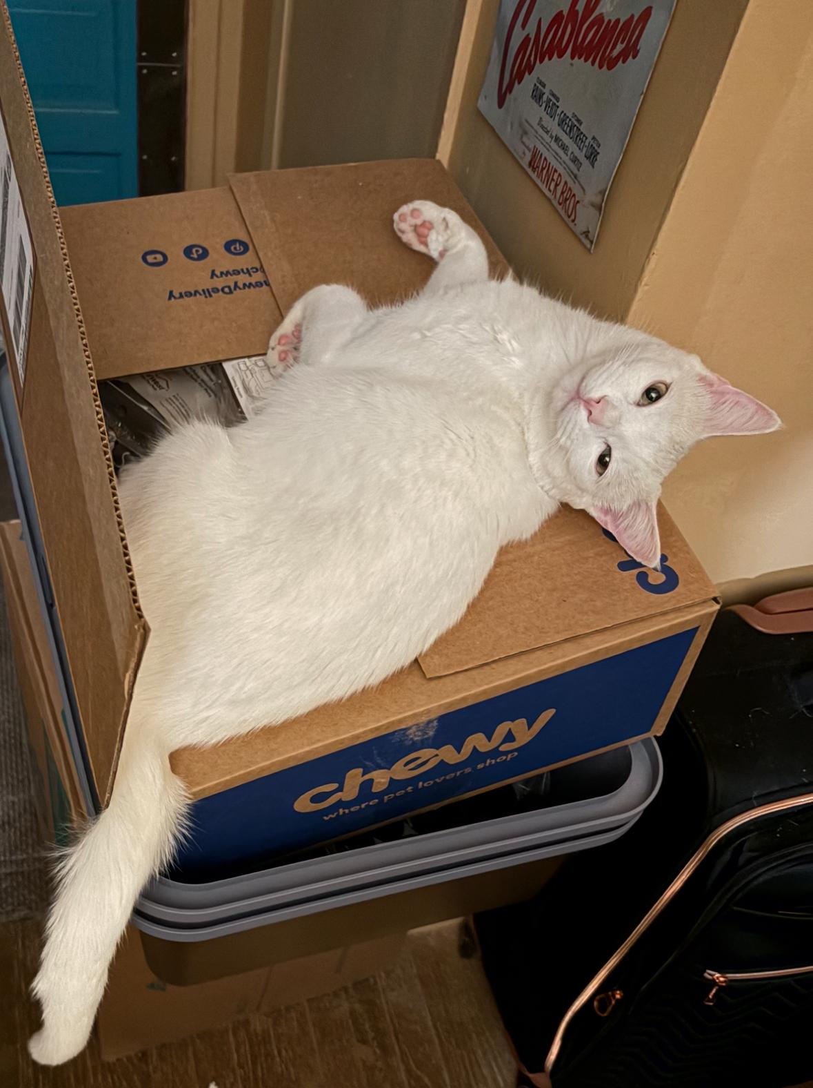 Randy & Earl - bonded siblings, a Adoptable Domestic Short Hair in La Canada, CA image 4/6