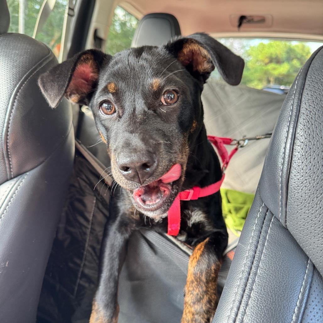 Midge, Adoptable, Young Female Shepherd & Rottweiler.