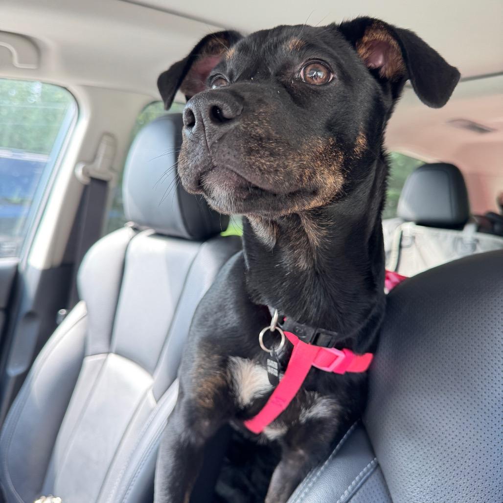 Enlarge Midge, a Adoptable mixed breed in Summerfield, NC image 2/6