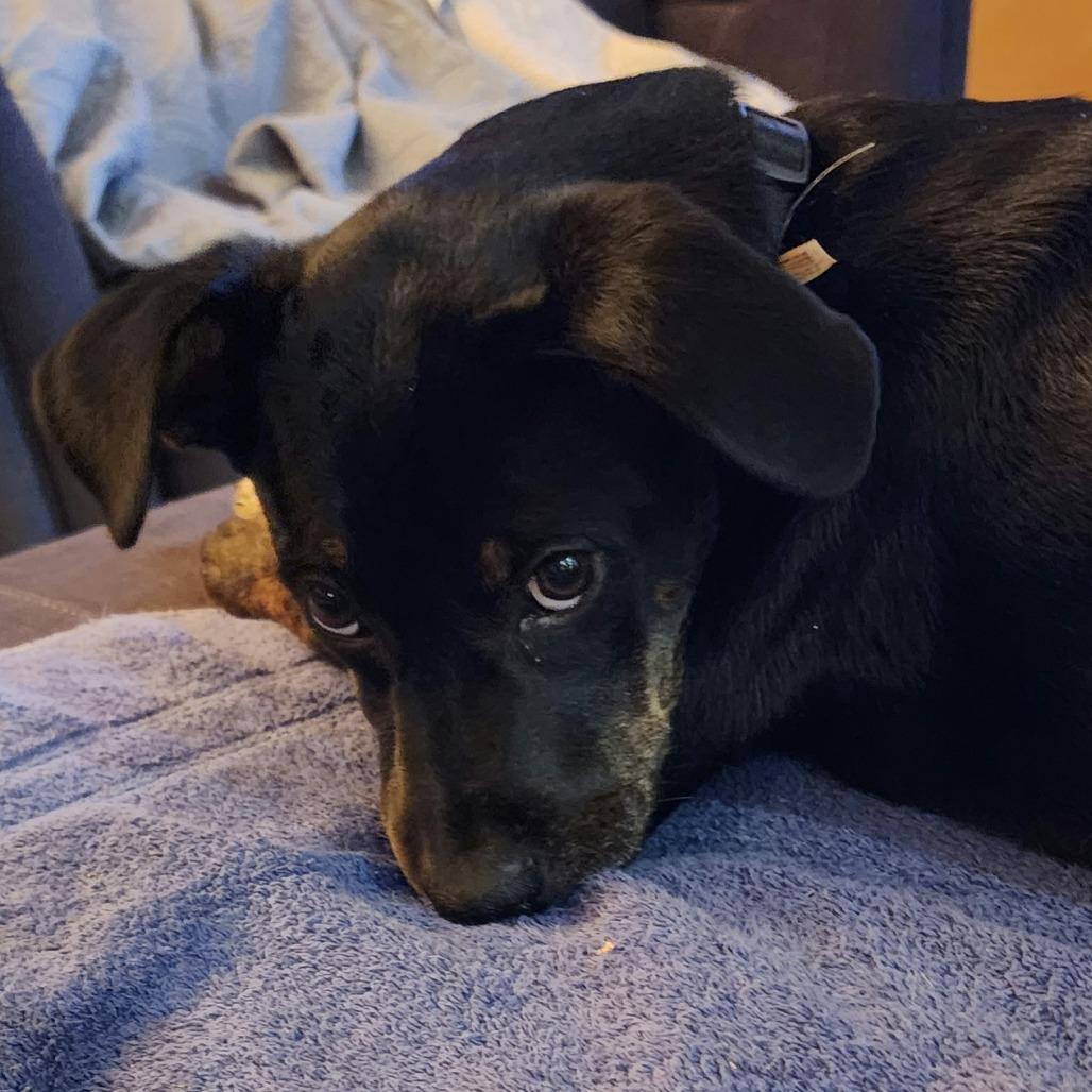 Enlarge Midge, a Adoptable mixed breed in Summerfield, NC image 3/6