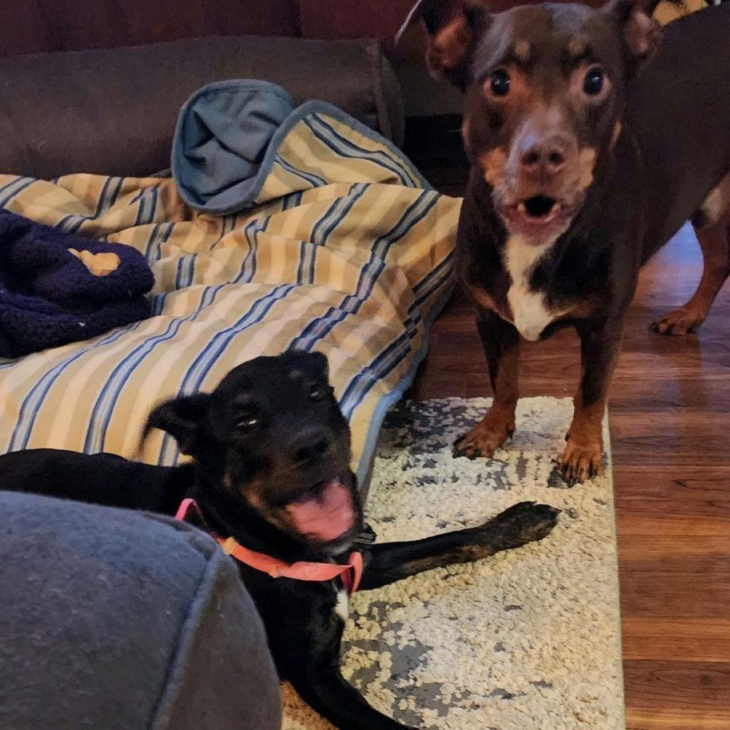 Enlarge Midge, a Adoptable mixed breed in Summerfield, NC image 4/6