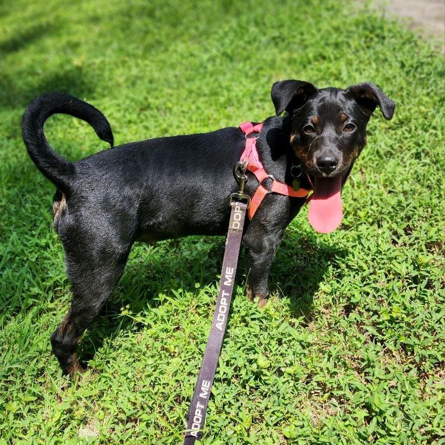 Enlarge Midge, a Adoptable mixed breed in Summerfield, NC image 5/6