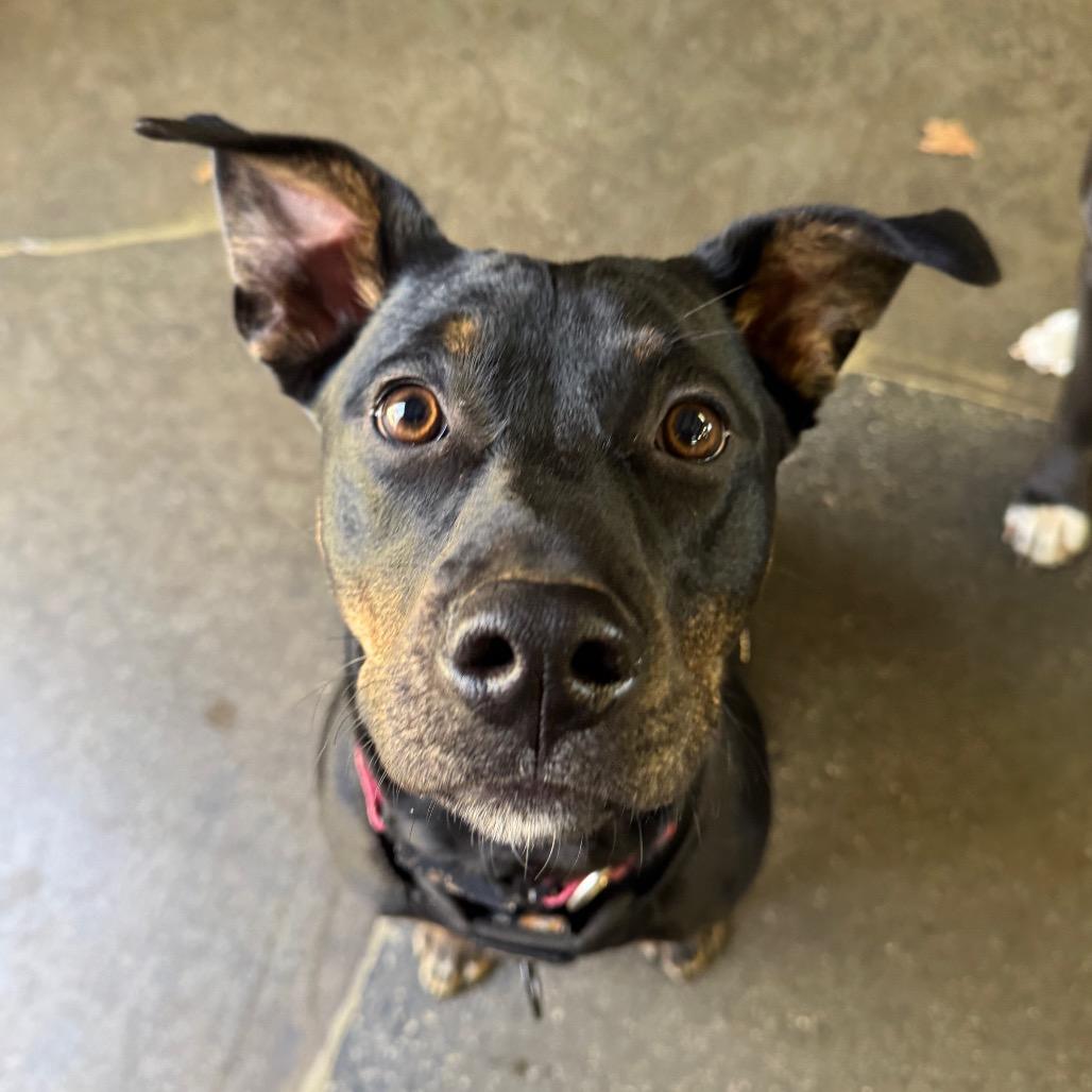 Enlarge Midge, a Adoptable mixed breed in Summerfield, NC image 6/6