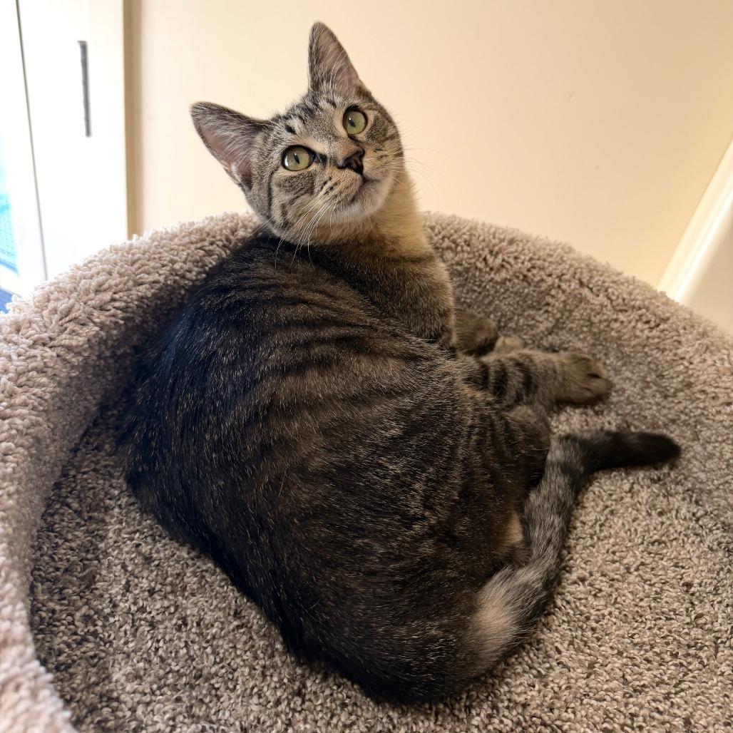 Moxie, Adoptable, Young Female Domestic Short Hair.