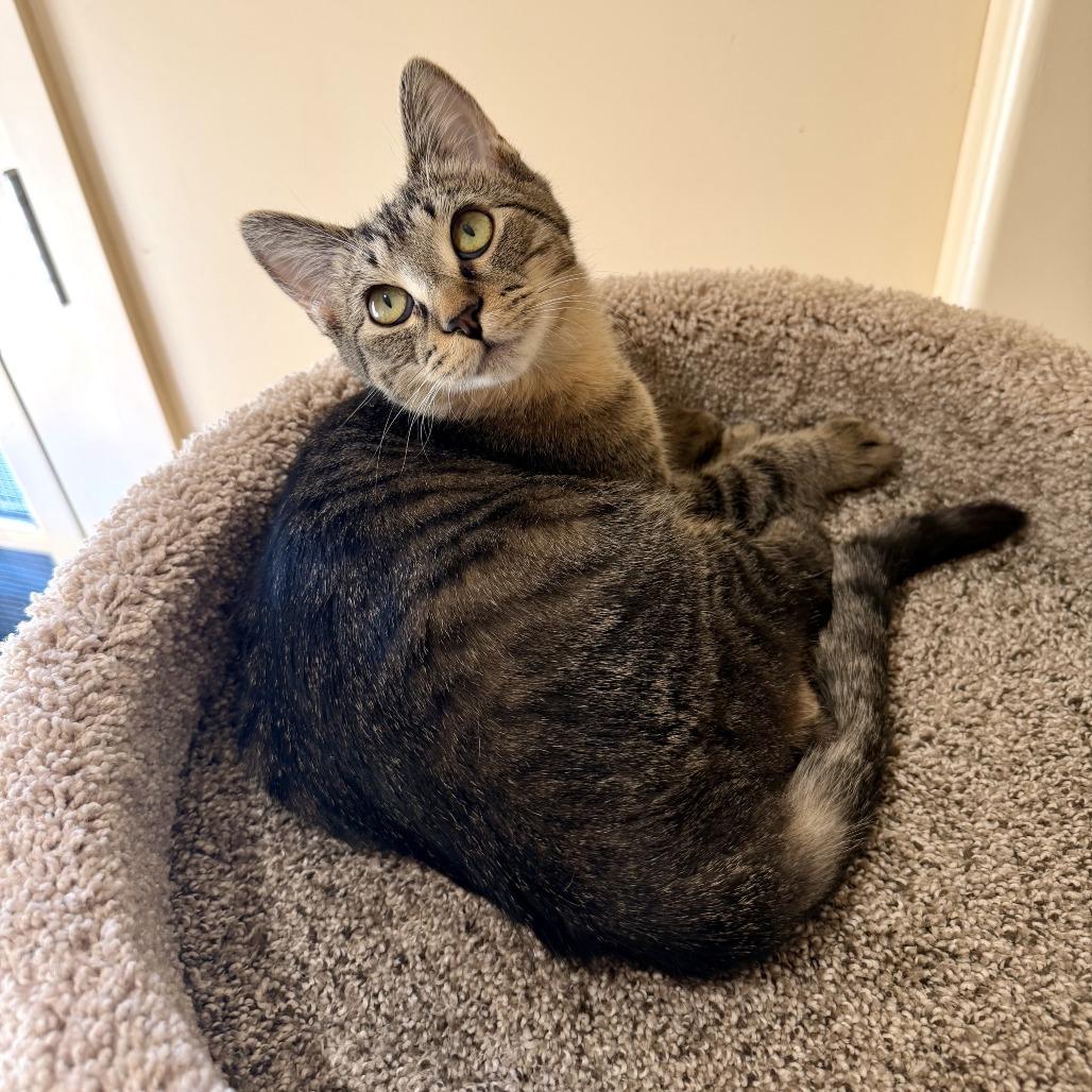 Enlarge Moxie, a Adoptable Domestic Short Hair in Agoura Hills, CA image 2/6