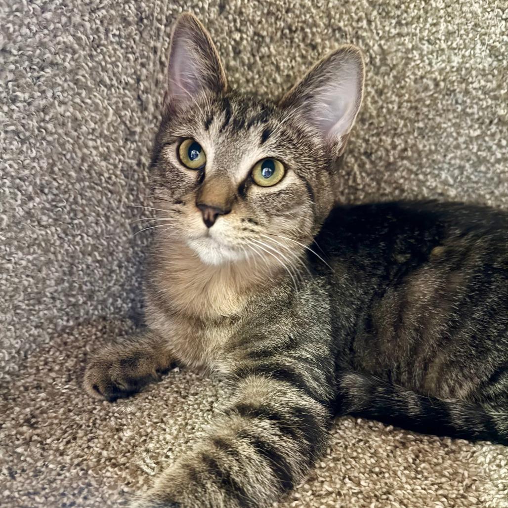Enlarge Moxie, a Adoptable Domestic Short Hair in Agoura Hills, CA image 3/6