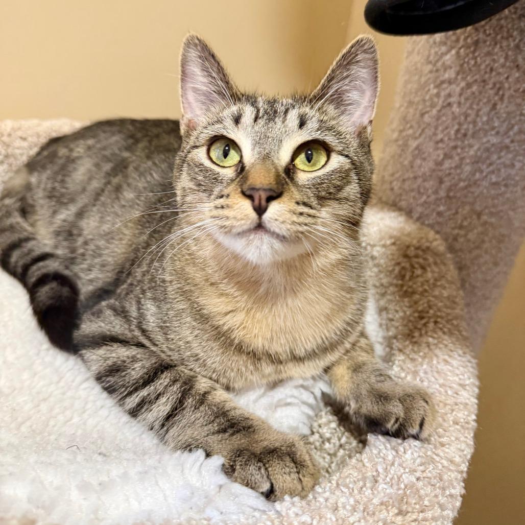 Enlarge Moxie, a Adoptable Domestic Short Hair in Agoura Hills, CA image 4/6