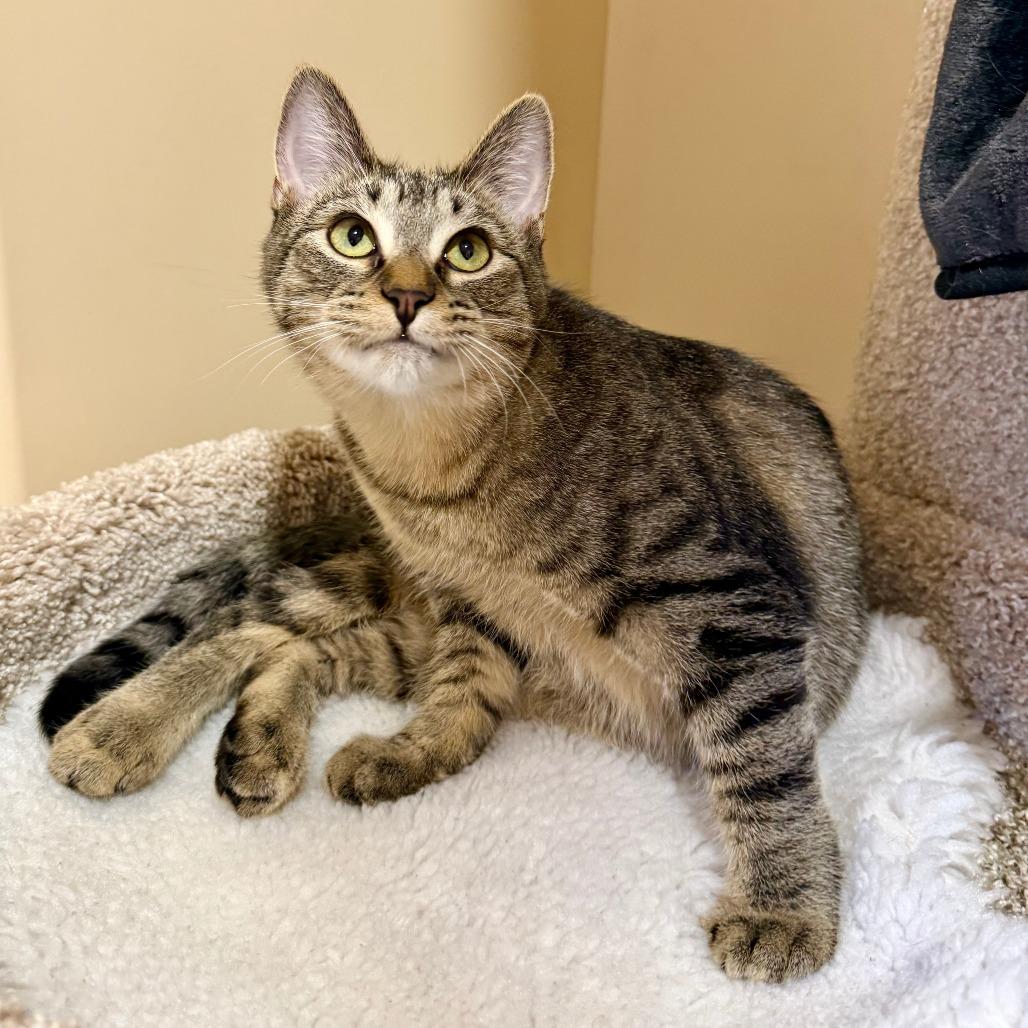 Enlarge Moxie, a Adoptable Domestic Short Hair in Agoura Hills, CA image 5/6
